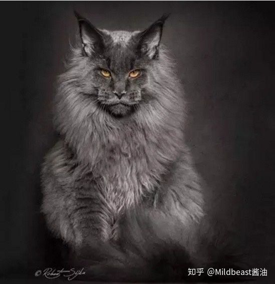 俄羅斯的狗品種大全_品種狗大全 可愛(ài)_名狗大全狗品種介紹及圖片