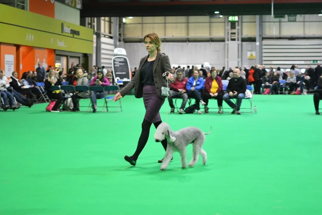 來自圣彼得堡的貝靈頓梗犬?資料圖