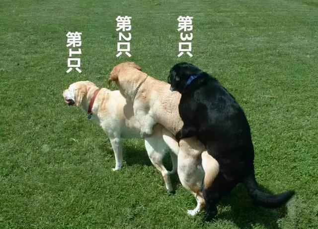俄羅斯的狗品種大全_俄羅斯大型犬品種大全_俄羅斯犬的品種大全