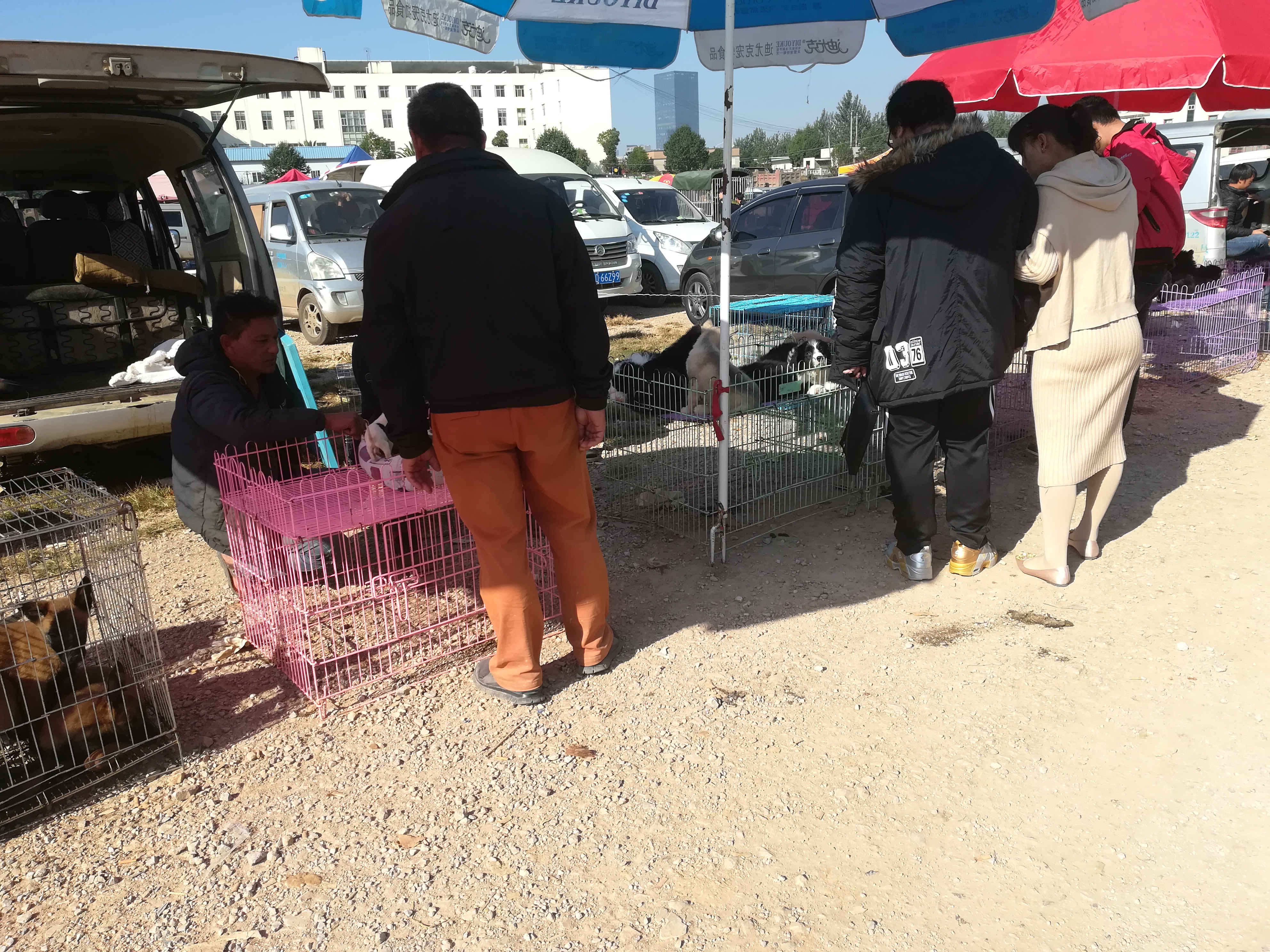 狗市：商販出售串串小鹿犬，老遠看上去什么都像！