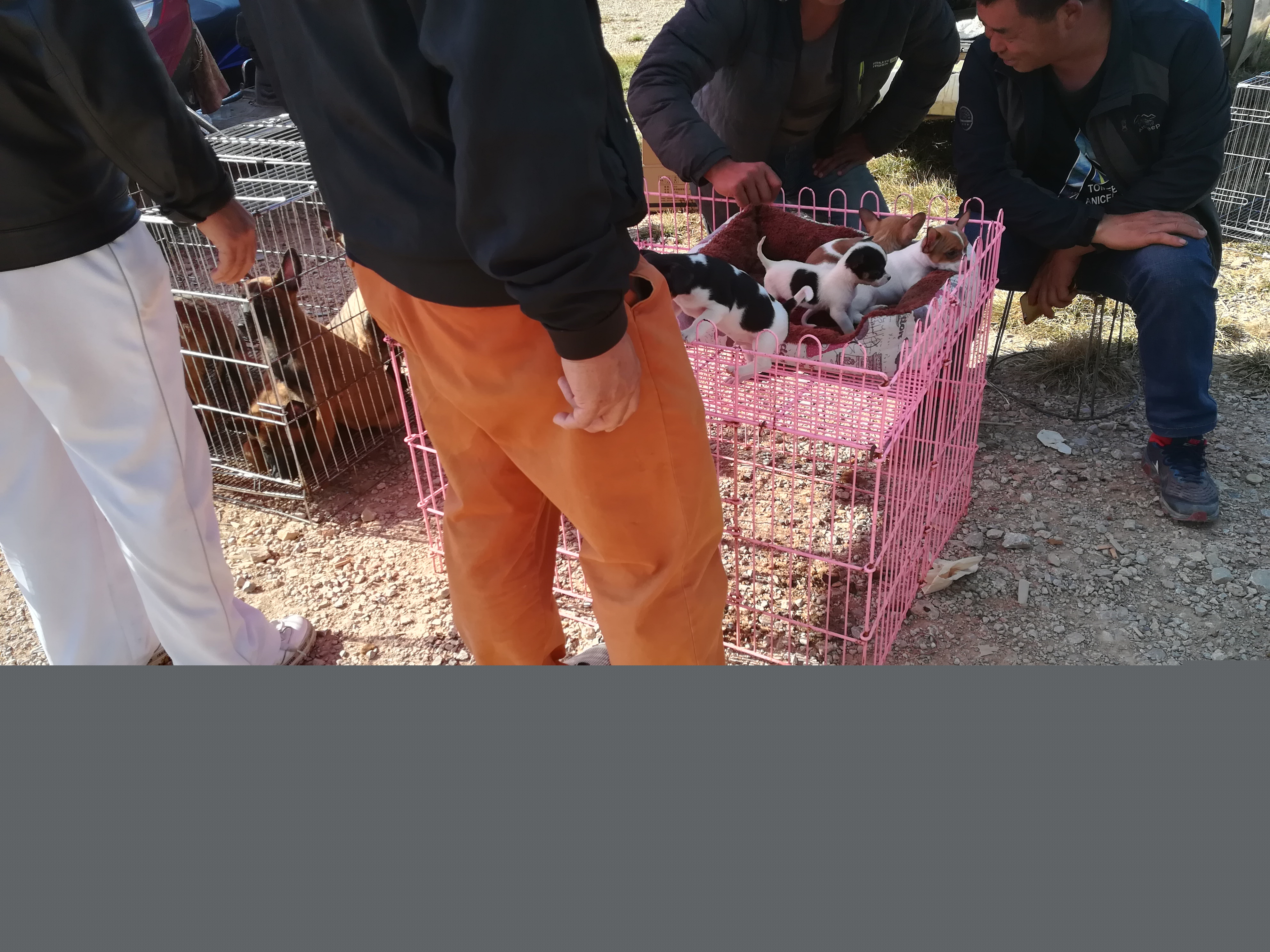 狗市：商販出售串串小鹿犬，老遠看上去什么都像！