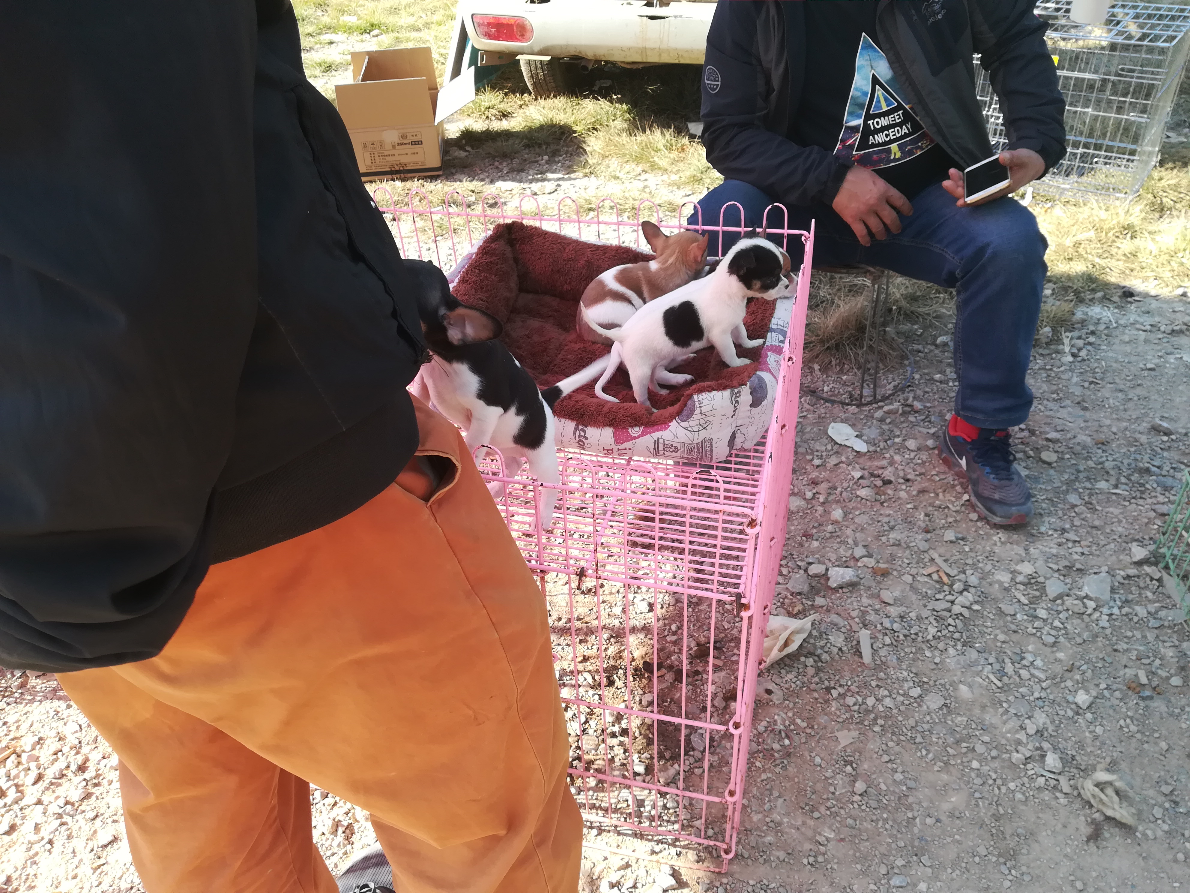 狗市：商販出售串串小鹿犬，老遠看上去什么都像！