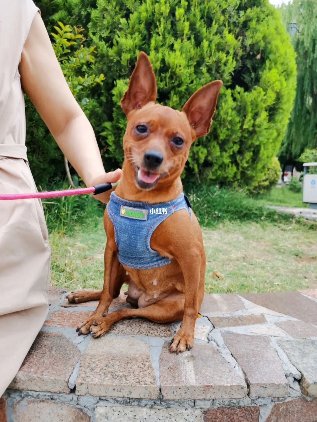雜交狗圖片_像鹿犬一樣的雜交狗圖片_泰迪雜交狗像泰迪可能