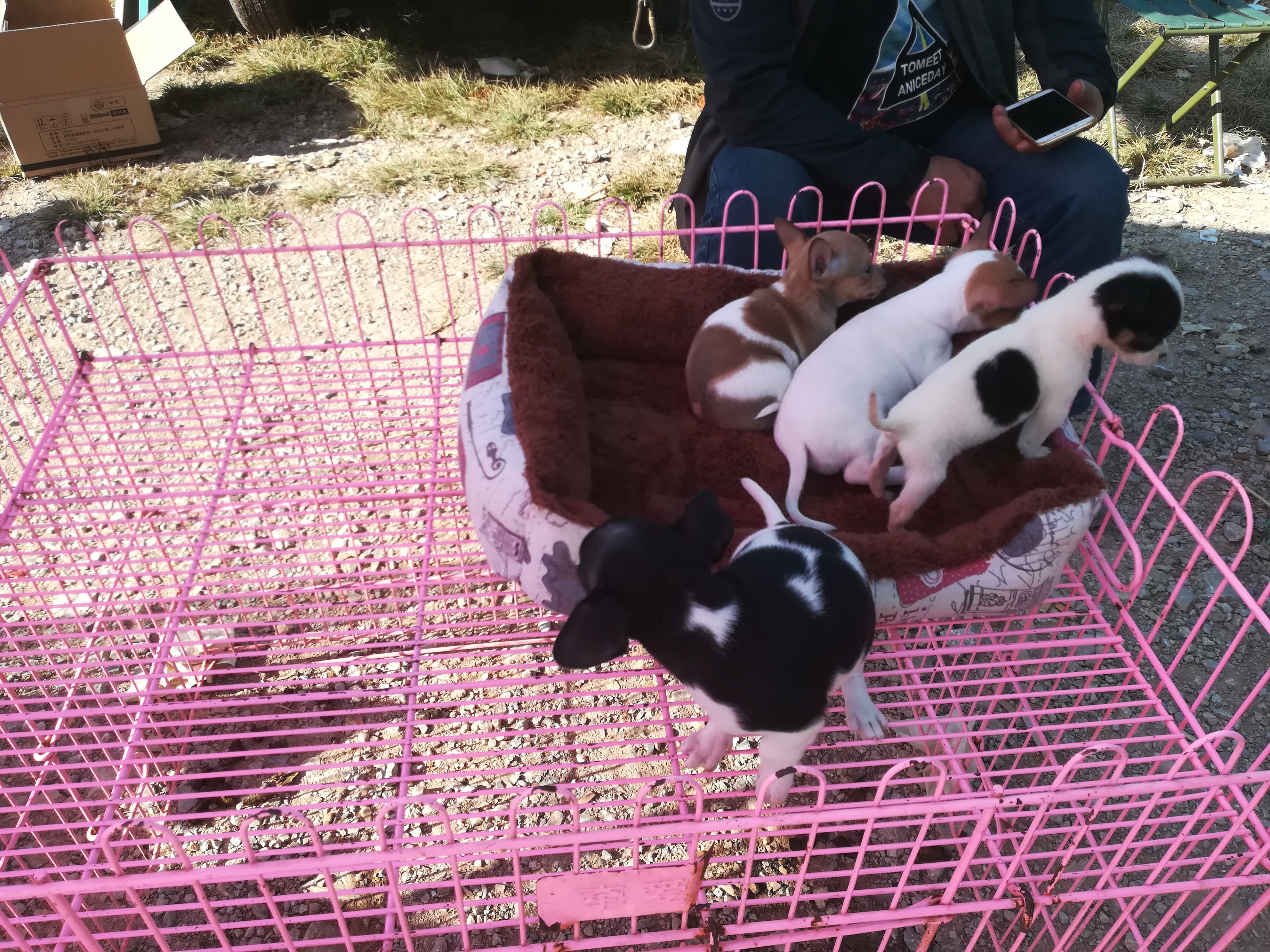 狗市：商販出售串串小鹿犬，老遠看上去什么都像！