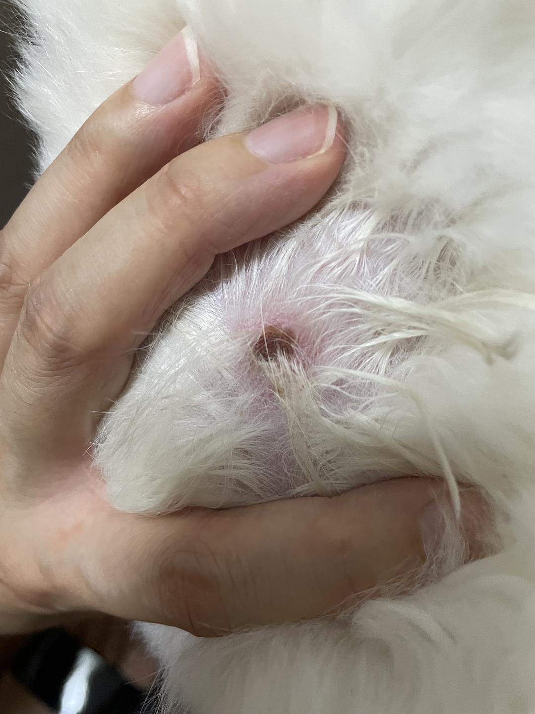 一些常見狗病防治_感染科常見那些病病_牛病大全牛病防治技術(shù)