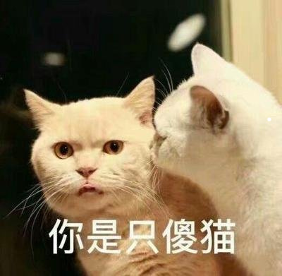 養(yǎng)貓和狗的小女孩的視頻