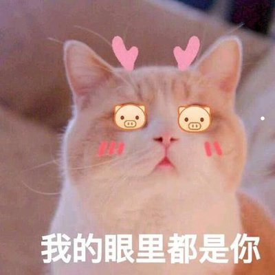 養(yǎng)貓和狗的小女孩的視頻
