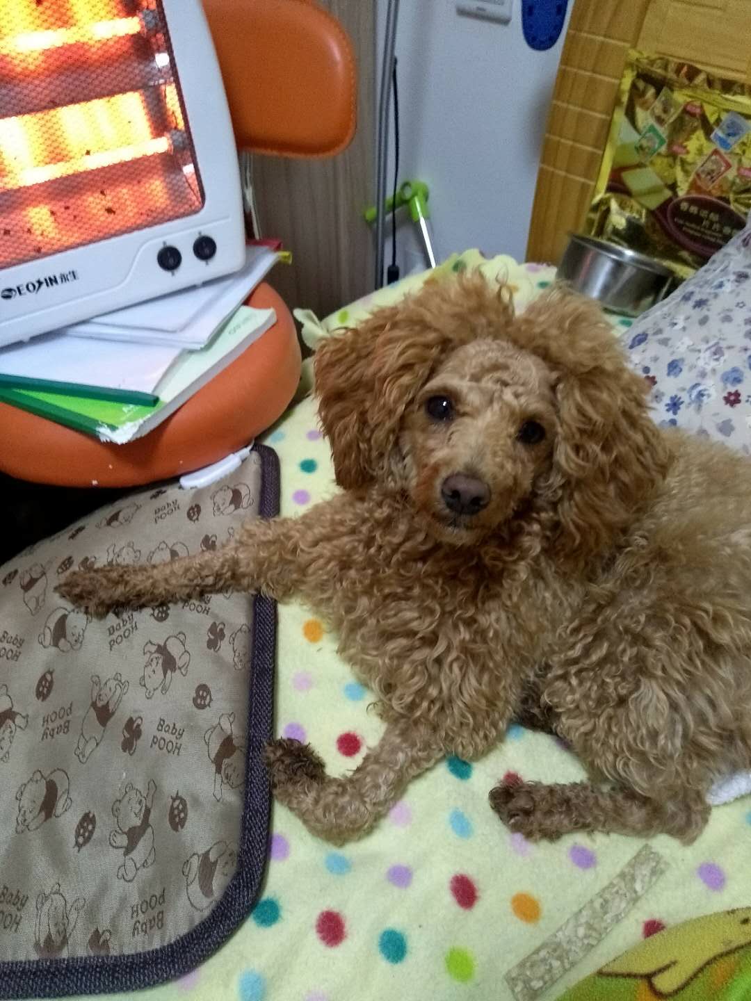 怎么訓(xùn)練狗狗不亂叫_訓(xùn)練幼犬不亂叫_泰迪如何訓(xùn)練不亂叫