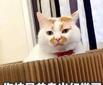 昌邑養(yǎng)狗免費養(yǎng)貓