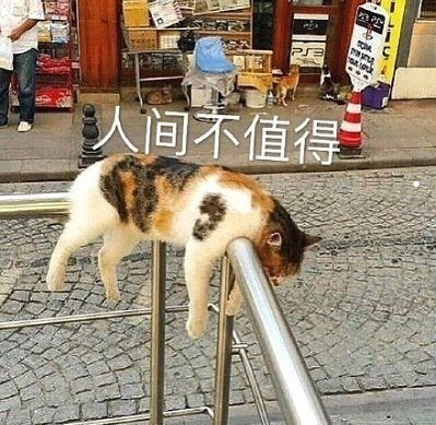 朋友養(yǎng)貓的圖片