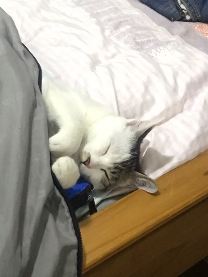 養(yǎng)狗邏輯圖片_小班邏輯狗卡片圖片_邏輯狗圖片