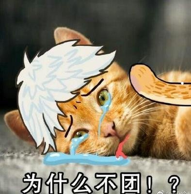 朋友養(yǎng)貓的圖片