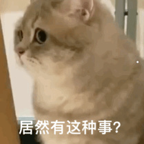 寵物貓為什么在商家不發(fā)病呢