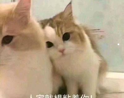 寵物貓為什么在商家不發(fā)病呢