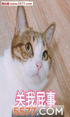 屬兔的人適合養(yǎng)貓狗嗎
