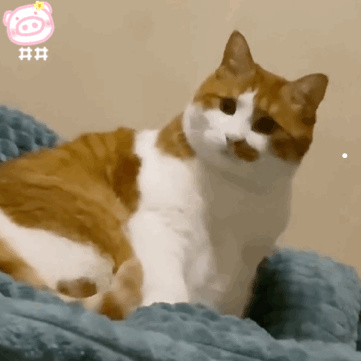 屬兔的人適合養(yǎng)貓狗嗎