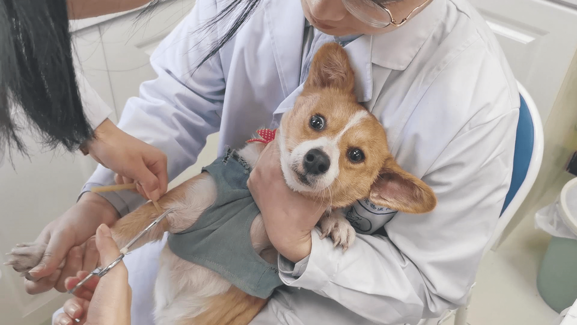 寵物店不洗病狗_廈門(mén)寵物店病狗_寵物店賣(mài)病狗可以報(bào)警嗎