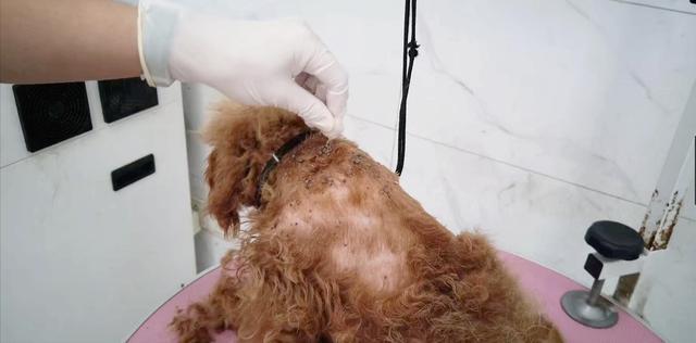 怎么防止買到病狗_買到病狗死了怎么起訴_微信買到病狗怎么投訴