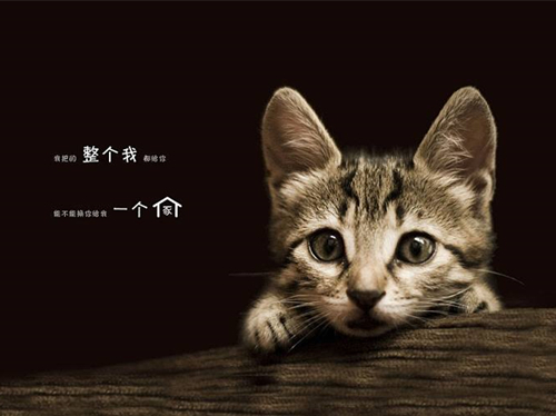 想養(yǎng)寵卻在糾結(jié)養(yǎng)貓還是養(yǎng)狗？不妨來(lái)看看這兩種截然不同的生活