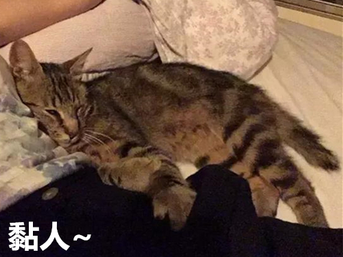 想養(yǎng)寵卻在糾結(jié)養(yǎng)貓還是養(yǎng)狗？不妨來(lái)看看這兩種截然不同的生活