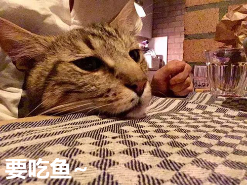 想養(yǎng)寵卻在糾結(jié)養(yǎng)貓還是養(yǎng)狗？不妨來(lái)看看這兩種截然不同的生活