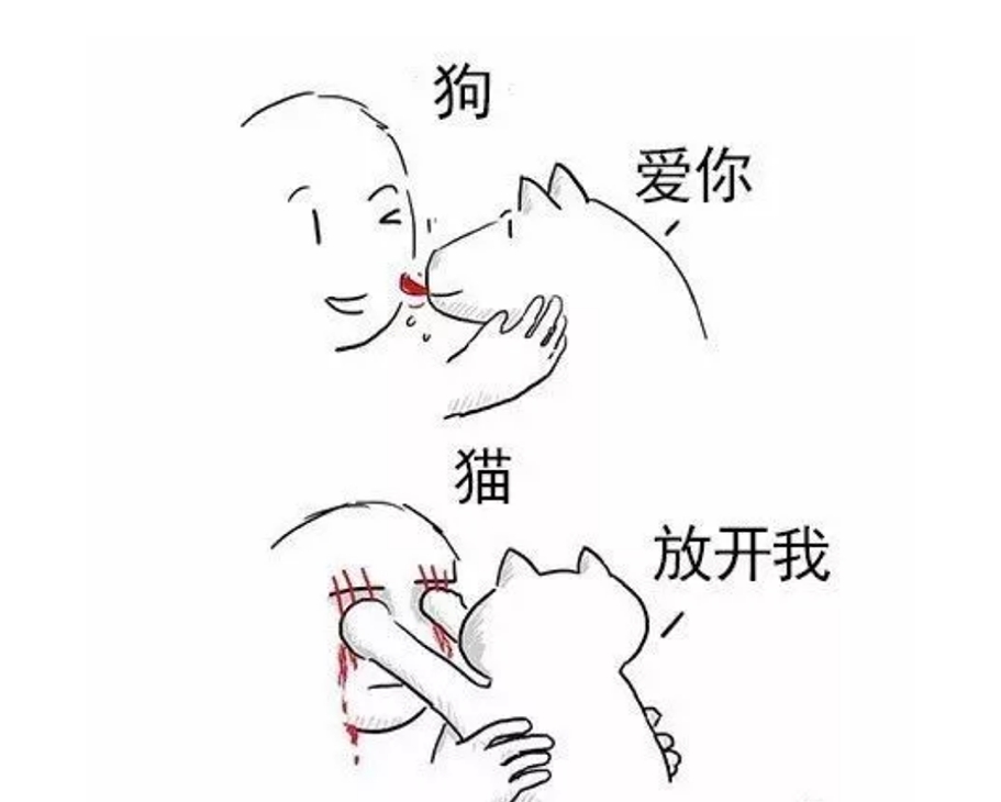 養(yǎng)貓vs養(yǎng)狗的一些區(qū)別，主人享受了不同的待遇