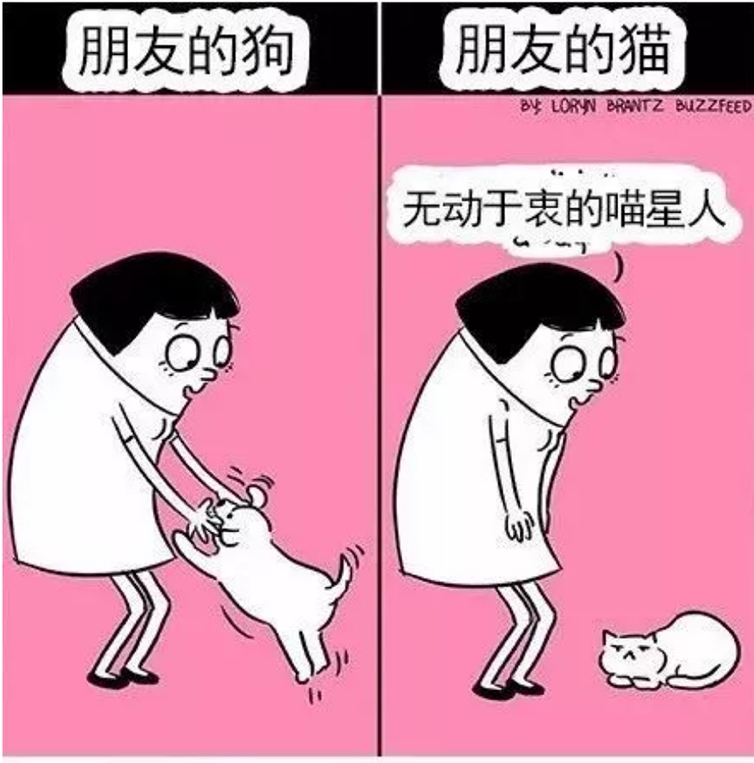 養(yǎng)貓vs養(yǎng)狗的一些區(qū)別，主人享受了不同的待遇