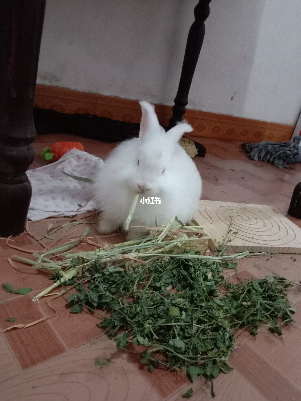 兩只兔子怎么生小兔子_夢見兔子生兔子_兔子一次生幾只