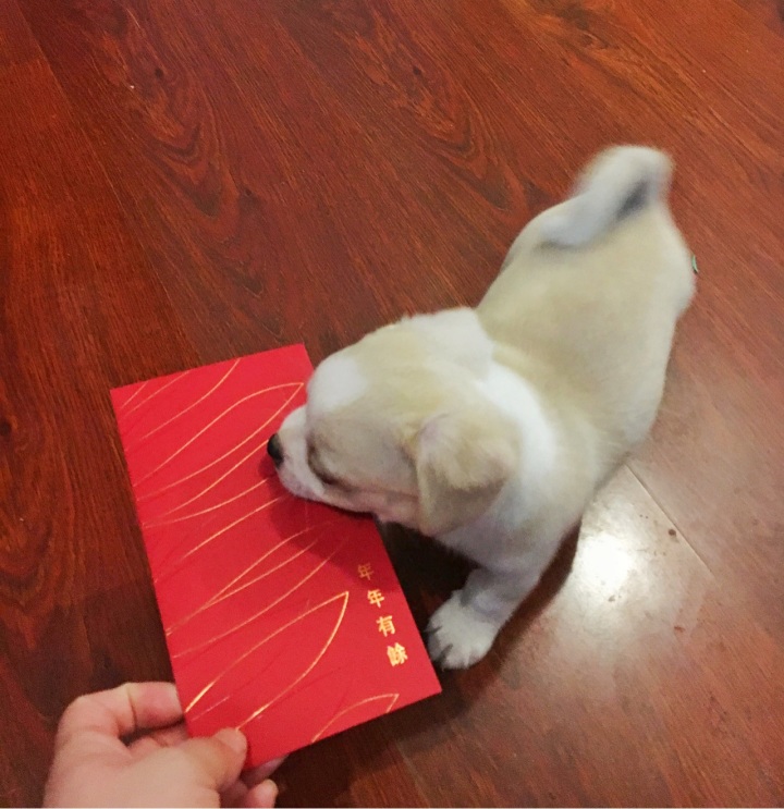 買狗用什么app_買雨傘用買帶黑膠的么_買股票用225買入法
