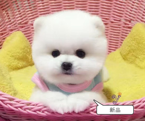 俊介君是什么狗_俊介狗品種圖片_俊介犬屬于什么品種