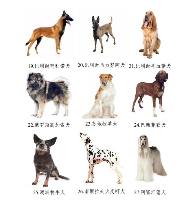 俊介狗品種圖片_俊介君是什么狗_俊介狗