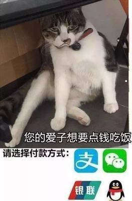 購(gòu)買寵物貓應(yīng)注意哪些