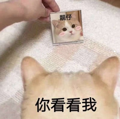 做緬因貓舍
