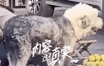 一生必讀的35本智慧書相關(guān)推薦_串串狗多少錢一只,如何養(yǎng)好串串狗_推薦一本養(yǎng)狗的書