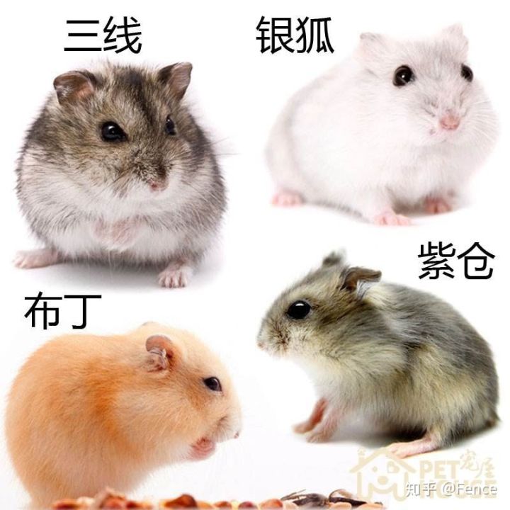 細(xì)狗品種有哪些品種_黑色狗品種_純黑色狗有些什么品種