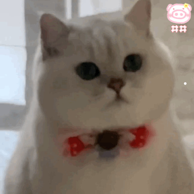 加菲貓?zhí)悄虿≡\斷及治療
