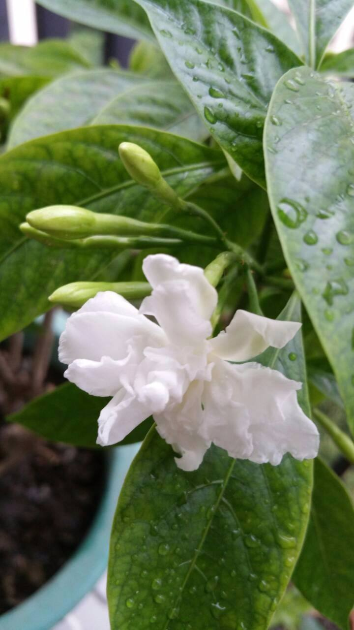 名聲不好的花，人人“談之色變”，可我就是愛養(yǎng)，因為開花太美