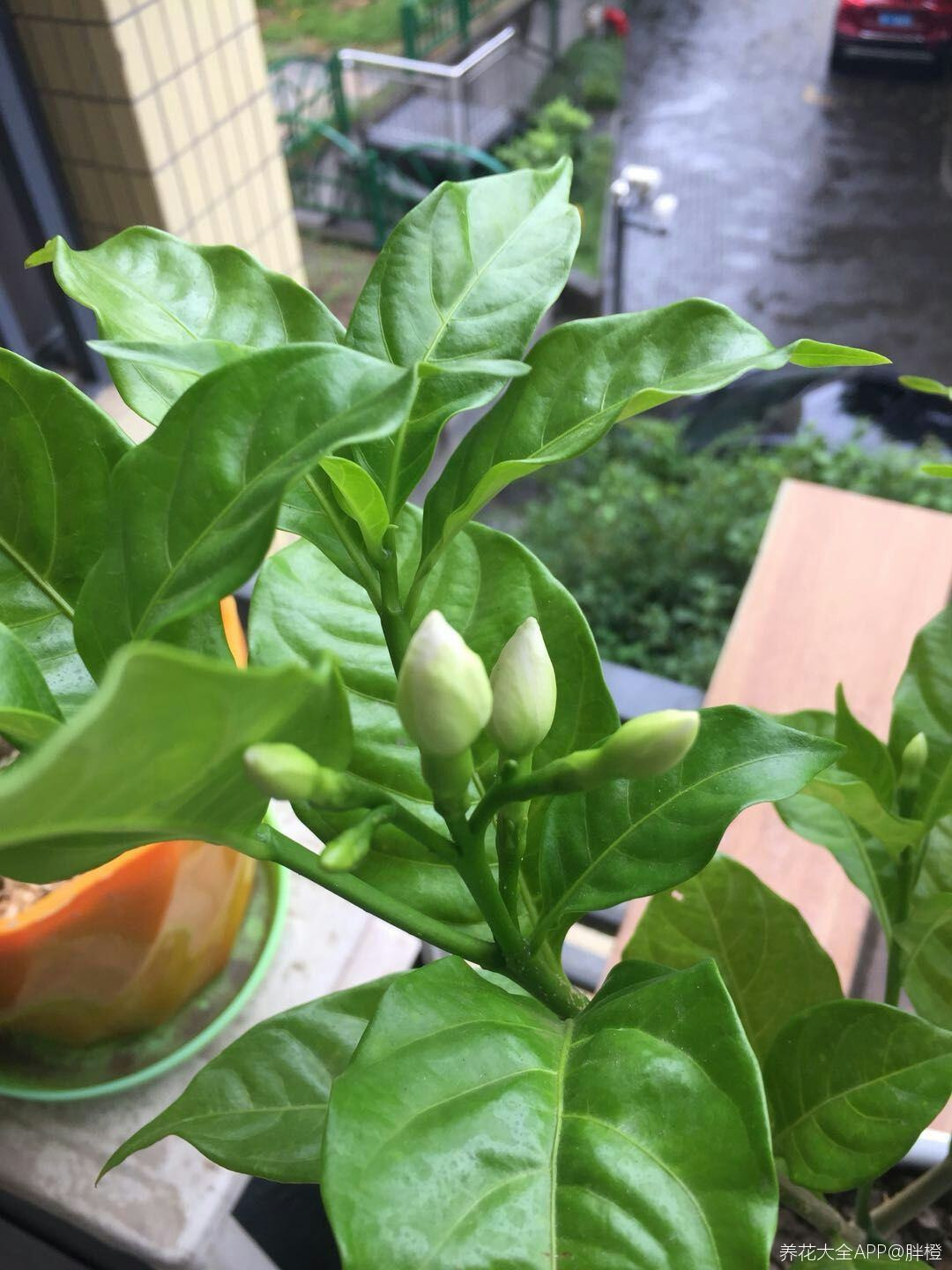 名聲不好的花，人人“談之色變”，可我就是愛養(yǎng)，因為開花太美