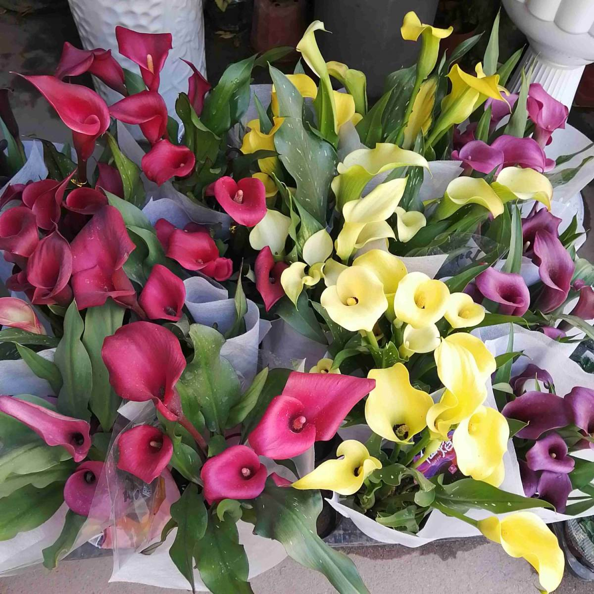 名聲不好的花，人人“談之色變”，可我就是愛養(yǎng)，因為開花太美