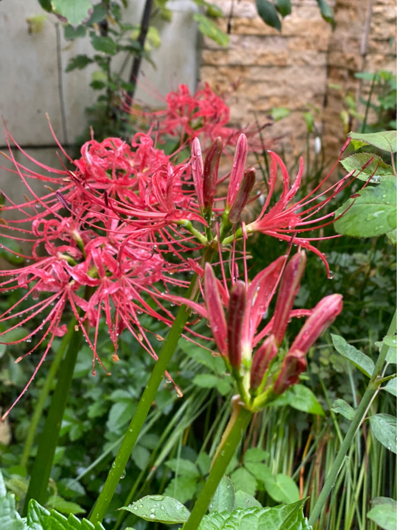 名聲不好的花，人人“談之色變”，可我就是愛養(yǎng)，因為開花太美