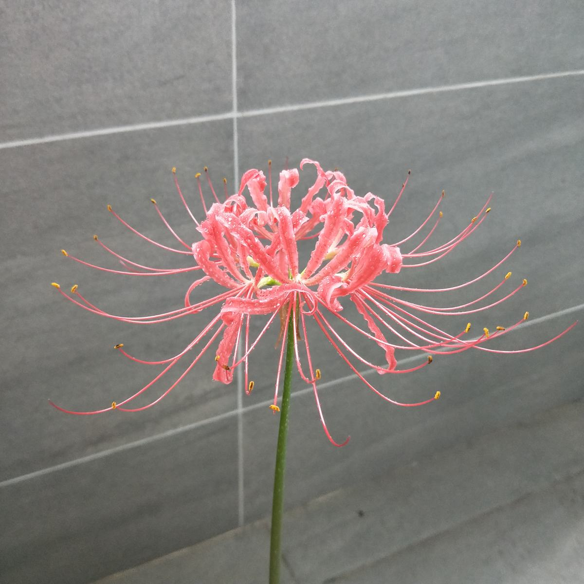 名聲不好的花，人人“談之色變”，可我就是愛養(yǎng)，因為開花太美