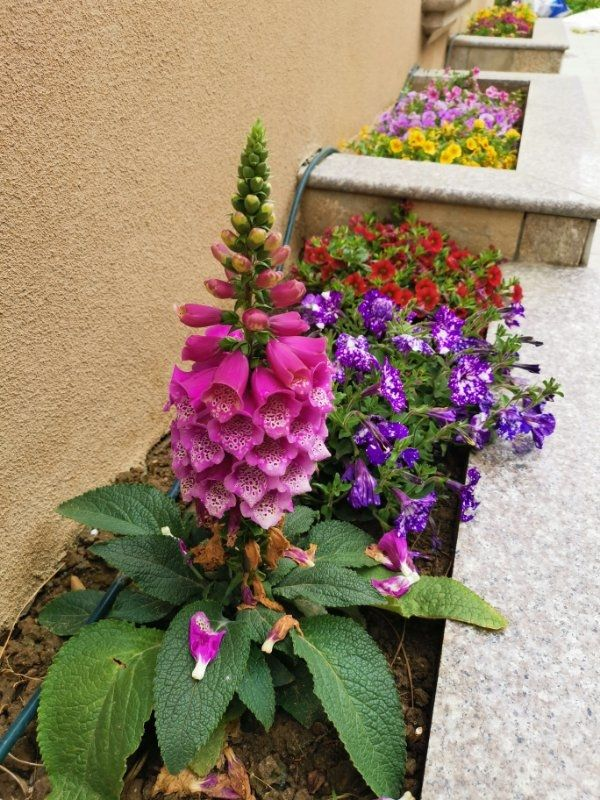 名聲不好的花，人人“談之色變”，可我就是愛養(yǎng)，因為開花太美