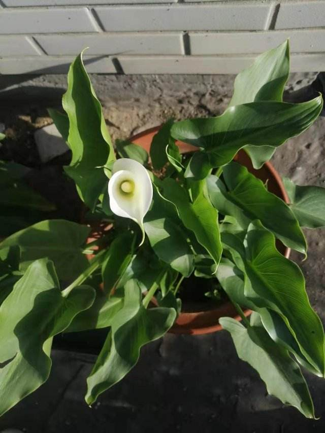 名聲不好的花，人人“談之色變”，可我就是愛養(yǎng)，因為開花太美