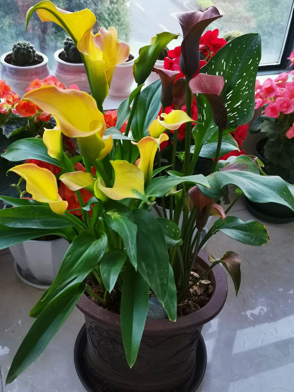 名聲不好的花，人人“談之色變”，可我就是愛養(yǎng)，因為開花太美