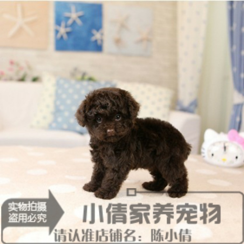 泰迪熊狗圖片大全_泰迪熊狗怎么挑選好品種_比熊狗好還是泰迪狗好