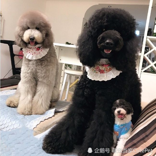 泰迪熊狗怎么挑選好品種_泰迪熊狗圖片大全_比熊狗好還是泰迪狗好