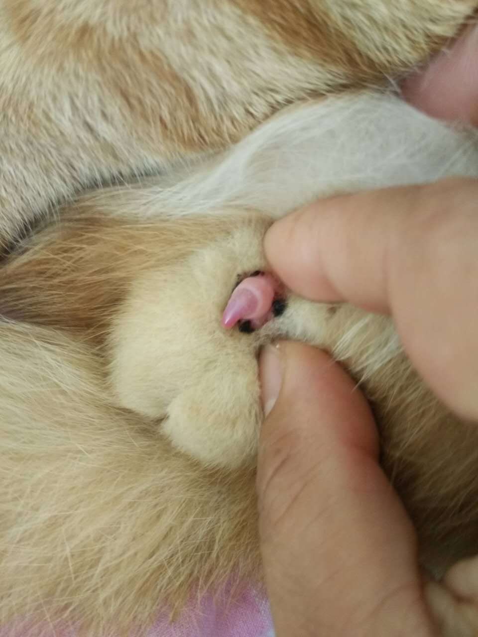 貓仙兒辦卡福利視頻_貓腎炎怎么辦_貓腎炎怎么辦