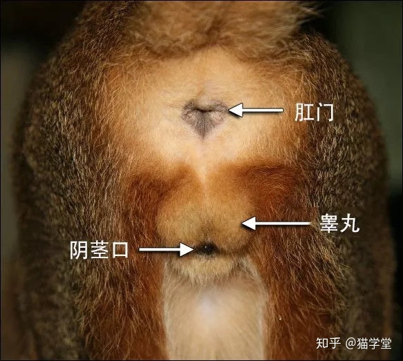 貓仙兒辦卡福利視頻_貓腎炎怎么辦_貓腎炎怎么辦