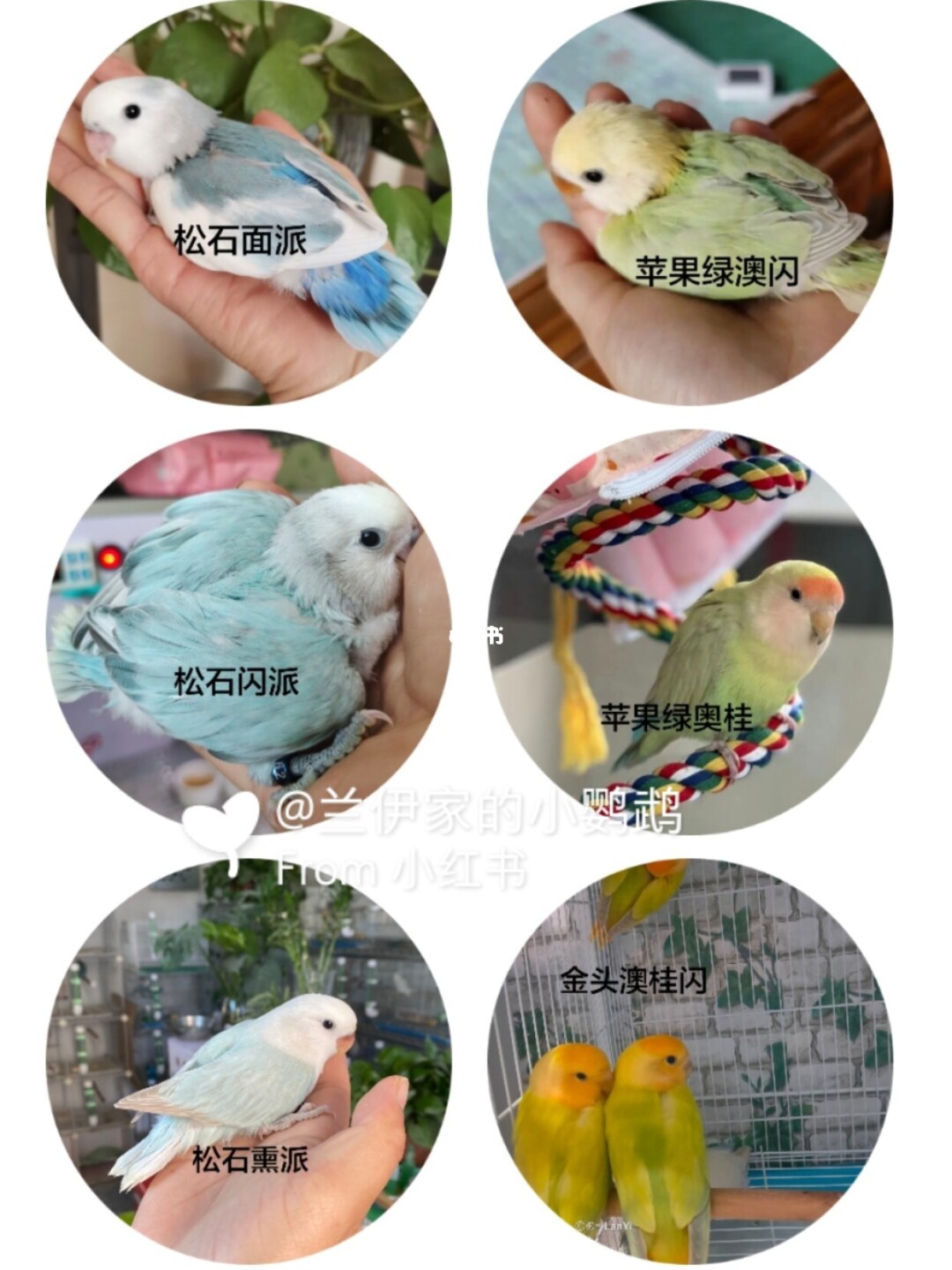 紫藍黑頭牡丹鸚鵡會說話嗎_藍黑頭牡丹鸚鵡圖片_紫羅蘭牡丹鸚鵡和黑頭