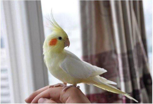 紫羅蘭牡丹鸚鵡和黑頭_紫藍黑頭牡丹鸚鵡會說話嗎_藍黑頭牡丹鸚鵡圖片